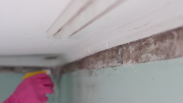 Best Comprehensive Air Testing for Mold Contaminants  in Canadian Lakes, MI